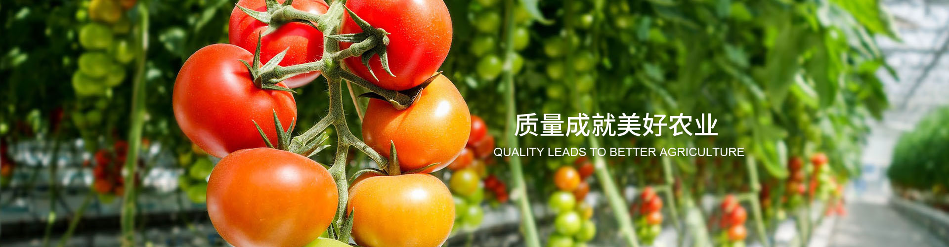 WG电子(中国区) - 官方网站